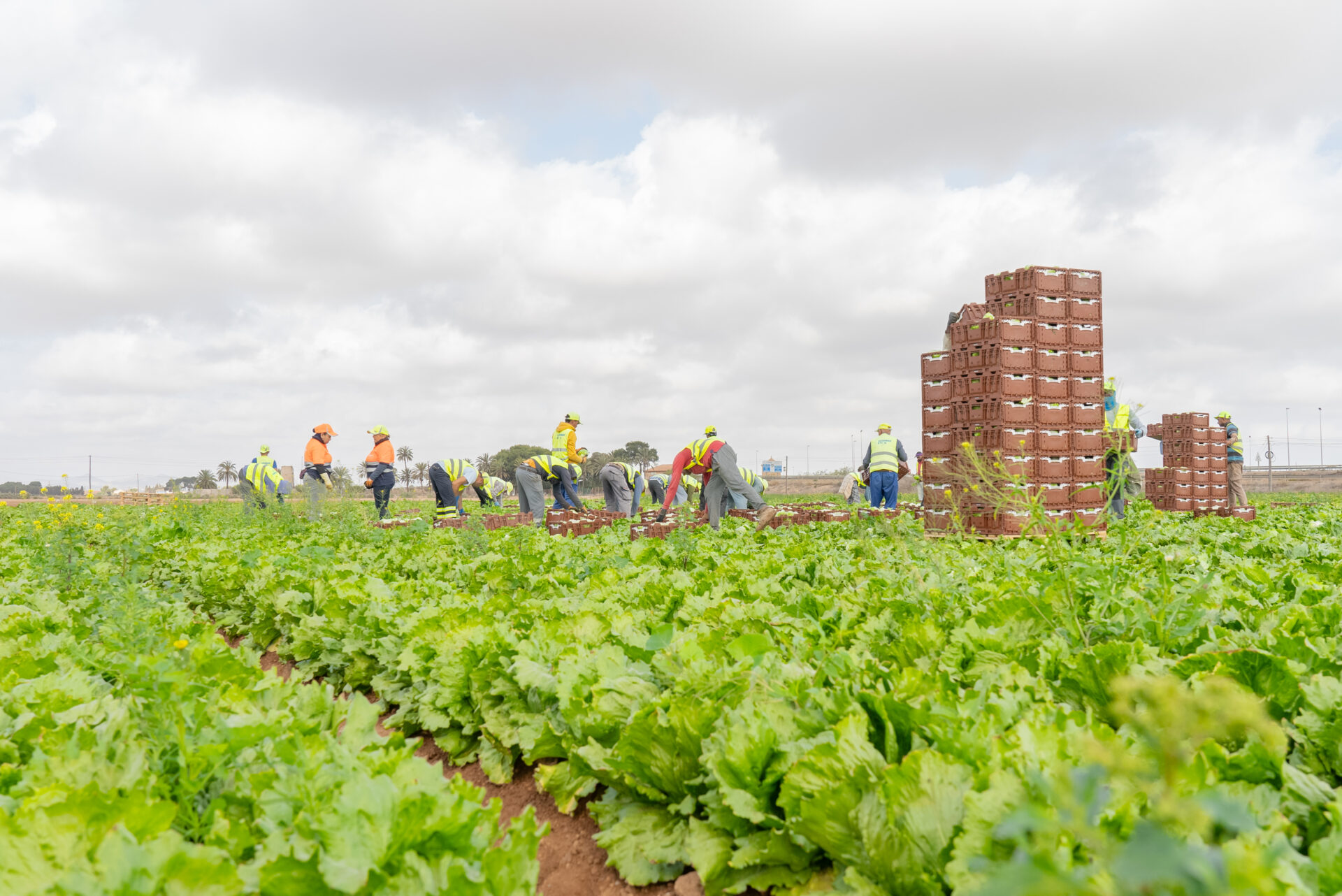 Produce growers harvesting in a field