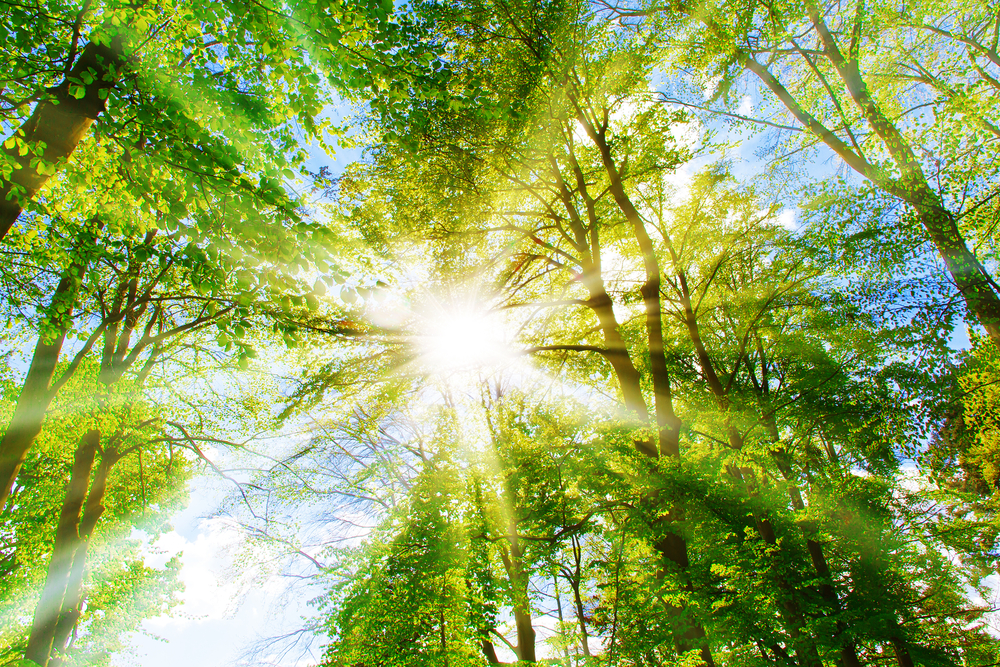 Sunlight through trees symbolizing sustainability