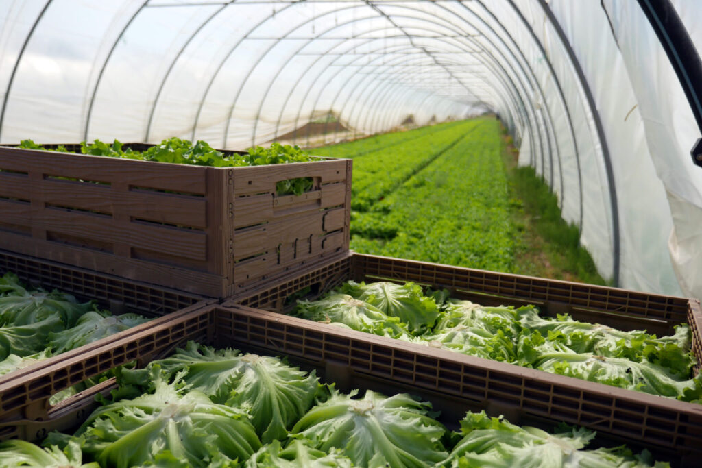 Reusable plastic Tosca crates.