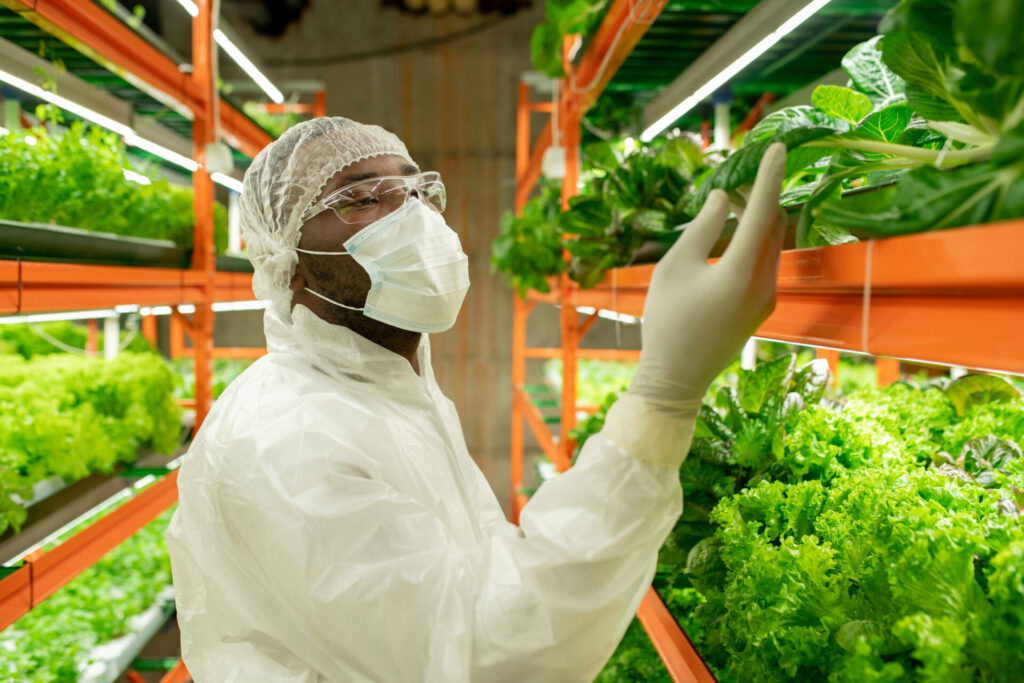 Young African male in protective workwear looking at green spinach seedlings and touching leaf while standing in aisle by shelf